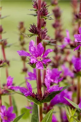 Blut-Weiderich - Lythrum salicaria