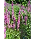 Garten-Blut-Weiderich - Lythrum salicaria 'Blush'