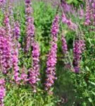 Garten-Blut-Weiderich - Lythrum salicaria 'Robert'