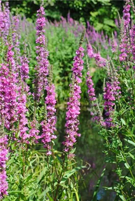 Garten-Blut-Weiderich - Lythrum salicaria 'Blush'