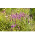 Garten-Ruten-Weiderich - Lythrum virgatum 'Dropmore Purple'