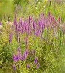 Blut-Weiderich - Lythrum salicaria