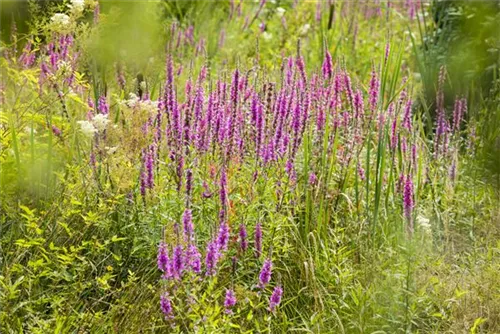 Blut-Weiderich - Lythrum salicaria