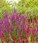 Blut-Weiderich - Lythrum salicaria