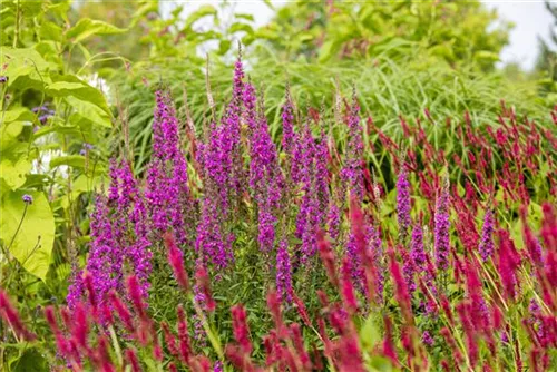 Blut-Weiderich - Lythrum salicaria