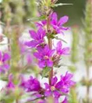 Blut-Weiderich - Lythrum salicaria