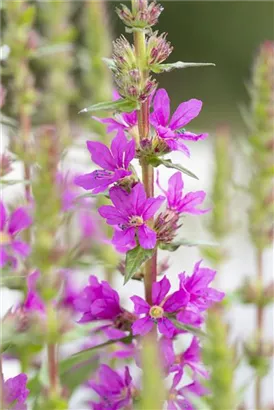 Blut-Weiderich - Lythrum salicaria