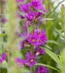 Blut-Weiderich - Lythrum salicaria