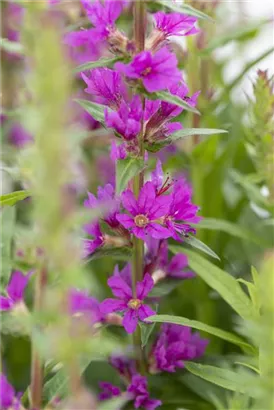 Blut-Weiderich - Lythrum salicaria