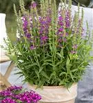 Blut-Weiderich - Lythrum salicaria