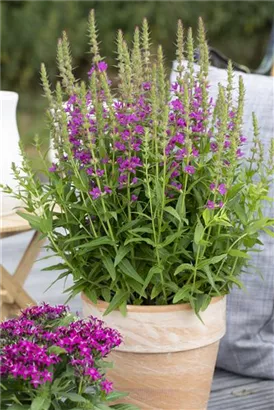 Blut-Weiderich - Lythrum salicaria