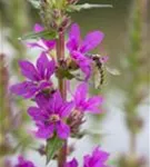 Blut-Weiderich - Lythrum salicaria