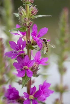 Blut-Weiderich - Lythrum salicaria