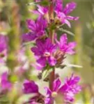 Blut-Weiderich - Lythrum salicaria