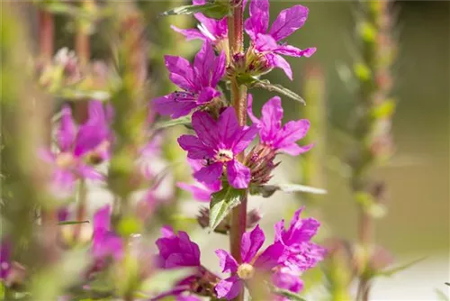 Blut-Weiderich - Lythrum salicaria