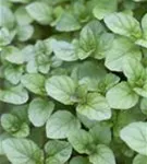 Bergamot-Minze - Mentha x piperita var.citrata