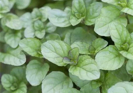 Mentha x piperita var.citrata - Bergamot-Minze