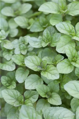 Bergamot-Minze - Mentha x piperita var.citrata