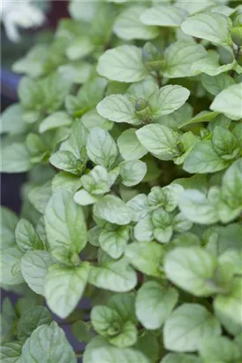 Bergamot-Minze - Mentha x piperita var.citrata