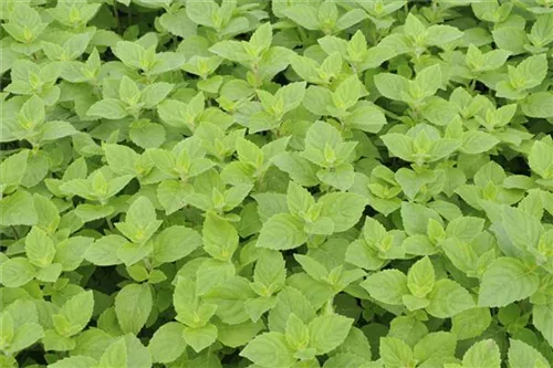 Bergamot-Minze - Mentha x piperita var.citrata