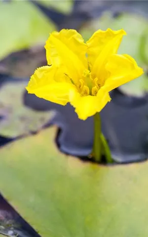 Nymphoides peltata