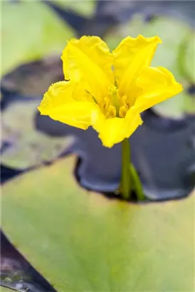 Gewöhnliche Seekanne - Nymphoides peltata