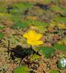 Gewöhnliche Seekanne - Nymphoides peltata