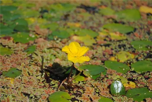 Gewöhnliche Seekanne - Nymphoides peltata