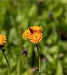 Orangerotes Habichtskraut - Hieracium aurantiacum