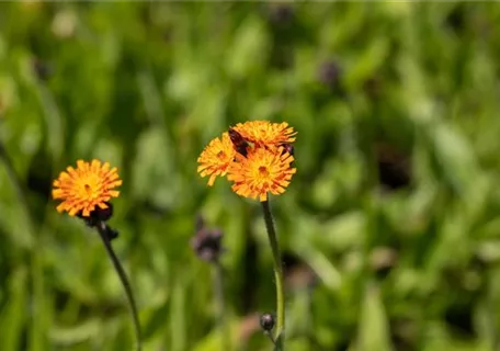 Hieracium aurantiacum - Orangerotes Habichtskraut