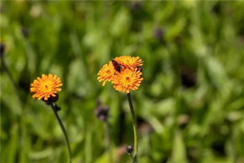 Orangerotes Habichtskraut - Hieracium aurantiacum