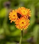 Orangerotes Habichtskraut - Hieracium aurantiacum