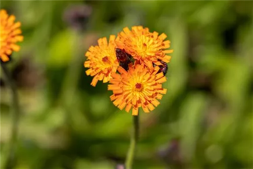 Orangerotes Habichtskraut - Hieracium aurantiacum