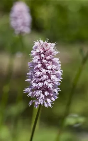 Persicaria amphibia