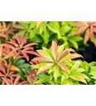 Schattenglöckchen 'Mountain Fire' - Pieris japonica 'Mountain Fire' - Moorbeet