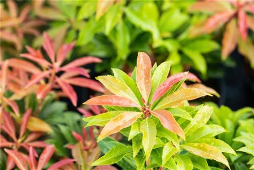 Schattenglöckchen 'Mountain Fire' - Pieris japonica 'Mountain Fire' - Moorbeet