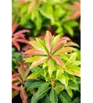 Schattenglöckchen 'Mountain Fire' - Pieris japonica 'Mountain Fire' - Moorbeet