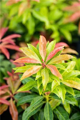 Schattenglöckchen 'Mountain Fire' - Pieris japonica 'Mountain Fire' - Moorbeet