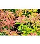 Schattenglöckchen 'Mountain Fire' - Pieris japonica 'Mountain Fire' - Moorbeet