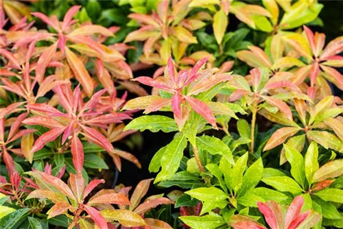 Schattenglöckchen 'Mountain Fire' - Pieris japonica 'Mountain Fire' - Moorbeet