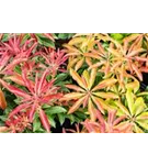 Schattenglöckchen 'Mountain Fire' - Pieris japonica 'Mountain Fire' - Moorbeet