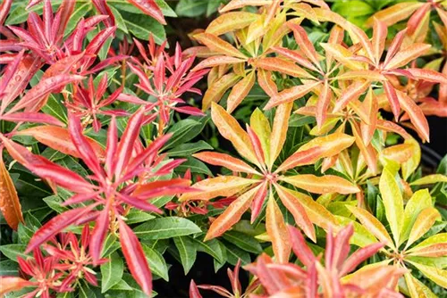 Schattenglöckchen 'Mountain Fire' - Pieris japonica 'Mountain Fire' - Moorbeet