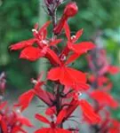 Leuchtende Lobelie - Lobelia cardinalis