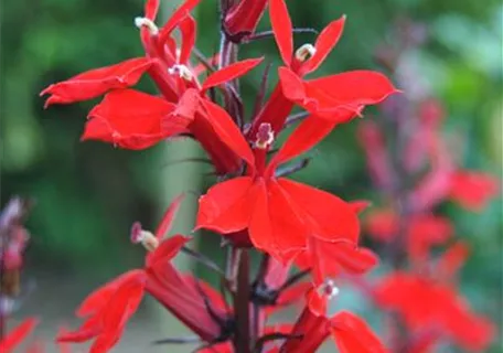 Lobelia cardinalis - Leuchtende Lobelie