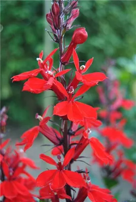 Leuchtende Lobelie - Lobelia cardinalis