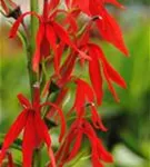 Leuchtende Lobelie - Lobelia cardinalis