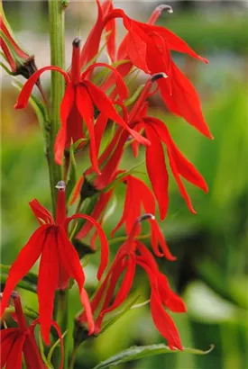 Leuchtende Lobelie - Lobelia cardinalis