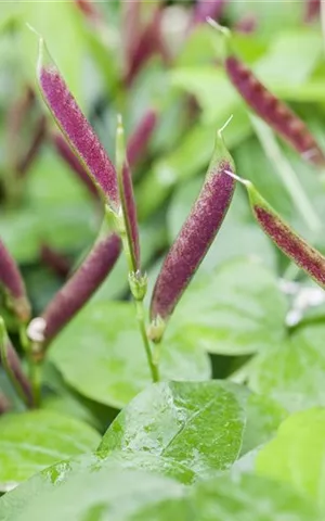 Lathyrus vernus