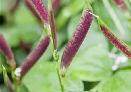 Lathyrus vernus - Frühlings-Platterbse