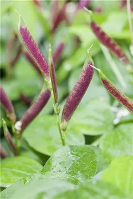 Frühlings-Platterbse - Lathyrus vernus